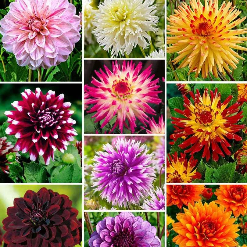 10 Dahlias The Ten en mélange Dahlia 'the ten'