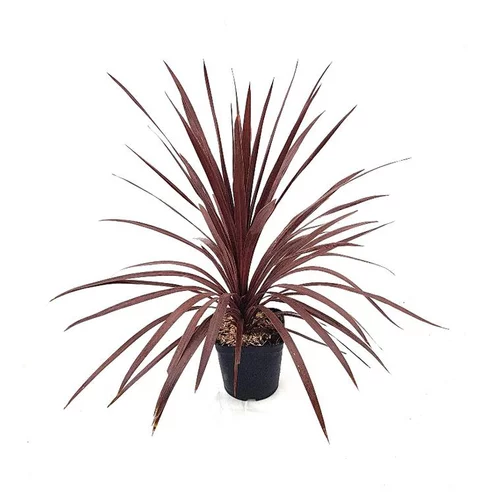 Cordyline Australis Red Star 40/50 en pot de 5 L rouge