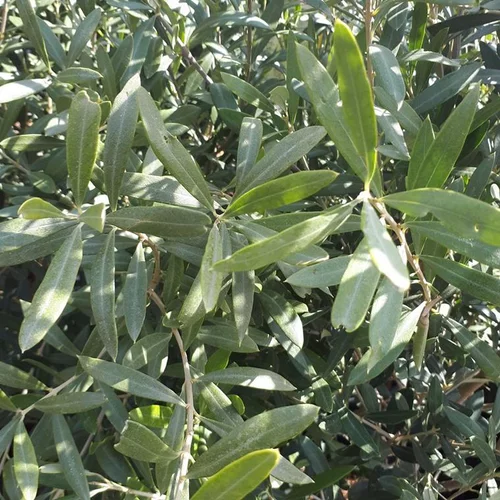 Olea Europaea ou Olivier en pot de 35 L