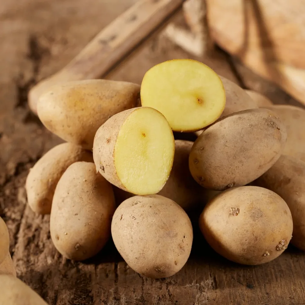 Pommes de terre Annabelle Solanum tuberosum annabelle