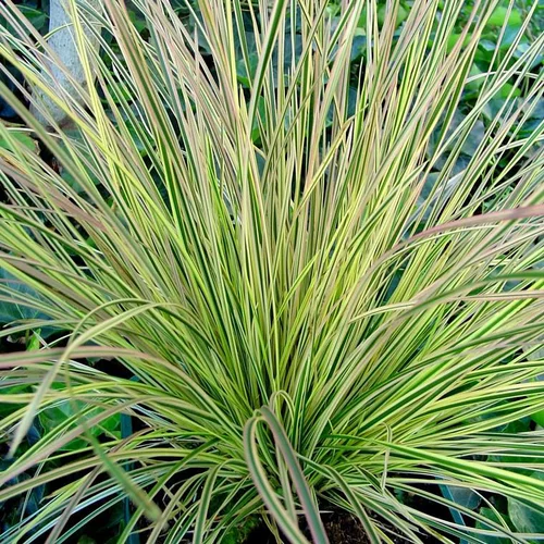 Graminée Calamagrostis. Le pot de 2 litres