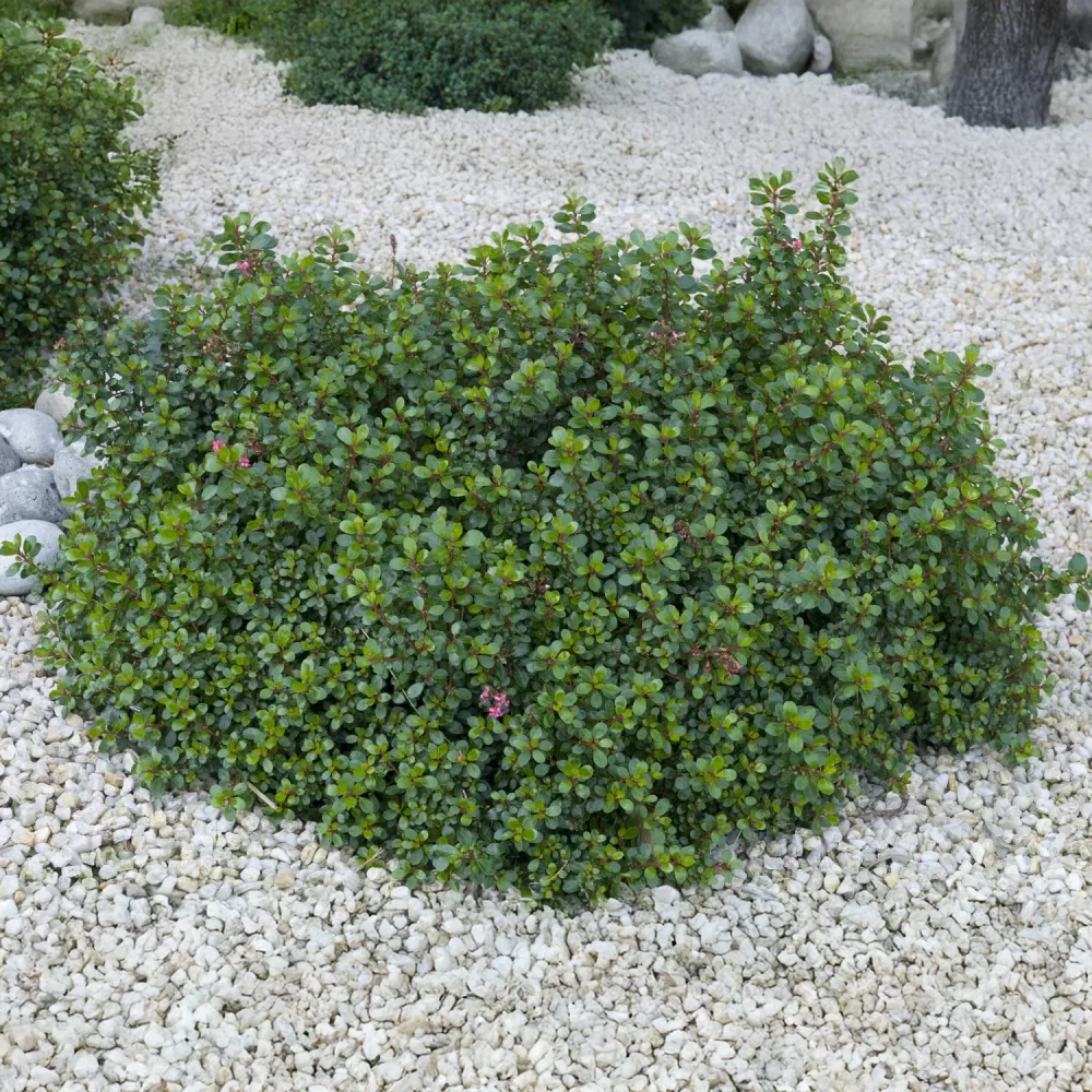 Escalonia Red Dream Escallonia Red Dream