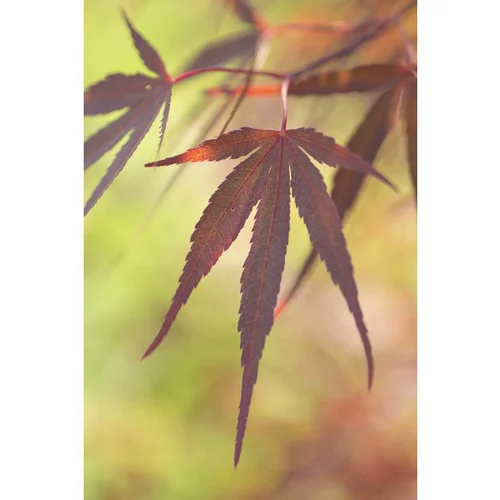 Erable du Japon (ACER PALMATUM ATROLINEARE ) Le pot de 110 litres
