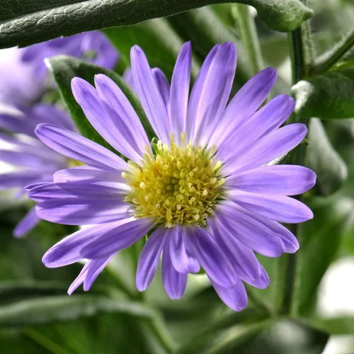 Aster à fleurs multicolores en mélange - Le pot de 3 litres