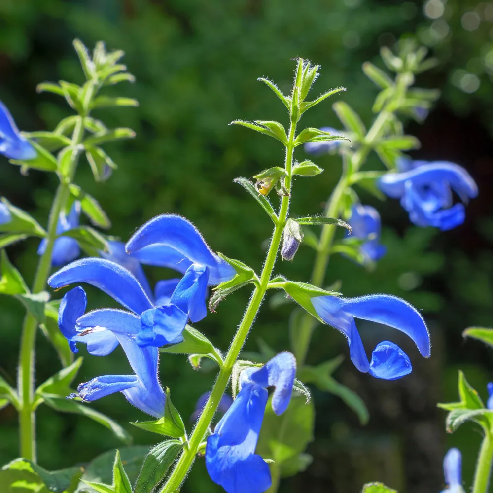 Sauge gentiane Salvia patens