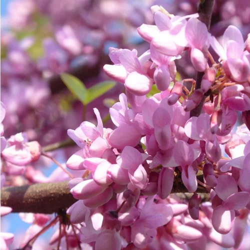 Cercis Siliquastrum