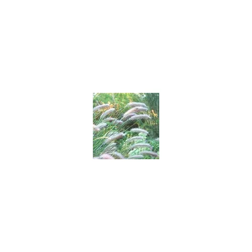 Pennisetum Skyrocket - Le pot de 2 litres