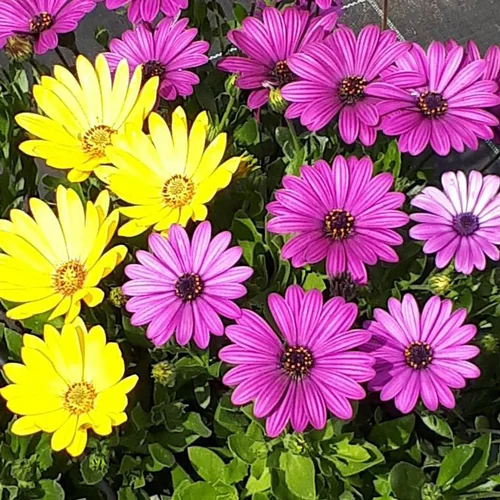 Osteospermum ou marguerite du Cap - Le pot de 2 litres