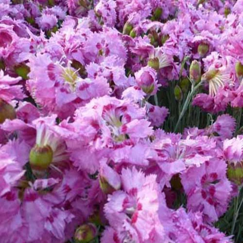 Œillet mignardise Maggie Dianthus plumarius maggie