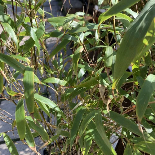 Bambou Fargesia Rufa vert. Le pot de 2 litres