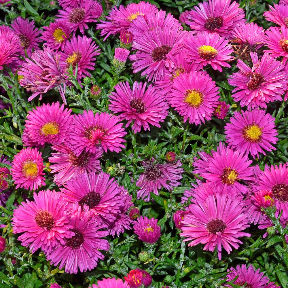 Aster nain d'automne Jenny Aster dumosus jenny