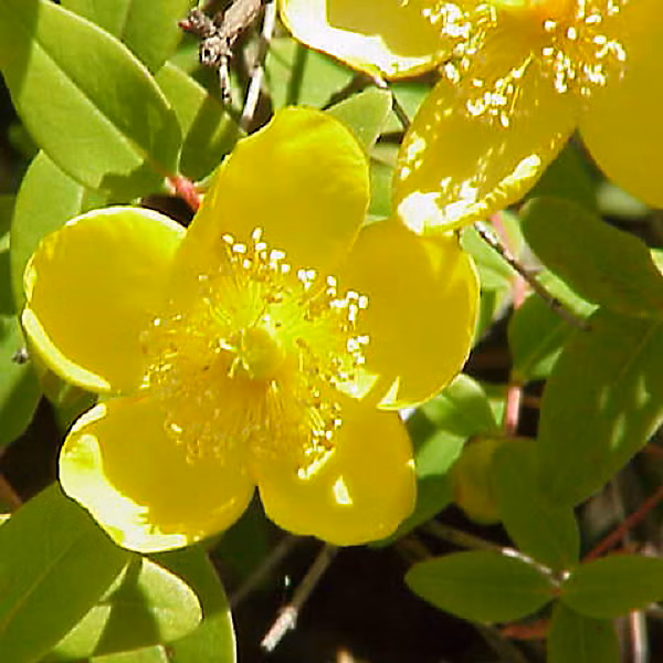 2 x Millepertuis moserianum – Hypericum moserianum, 30-40 cm pot