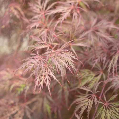 Érable du Japon Dissectum Inaba Shidare rouge. Le pot de 5 litres, 40/50 cm