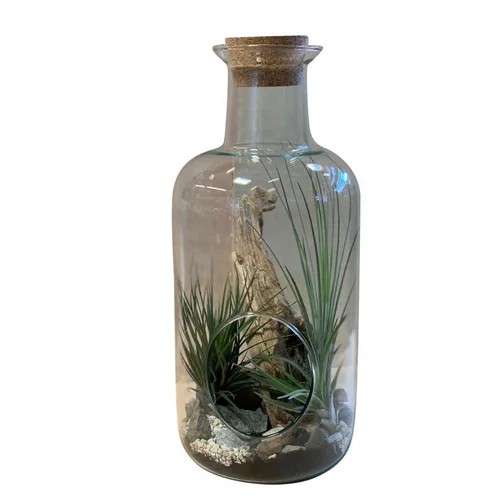Terrarium medicine avec tillandsia taille L Ø 15 x H 35 cm