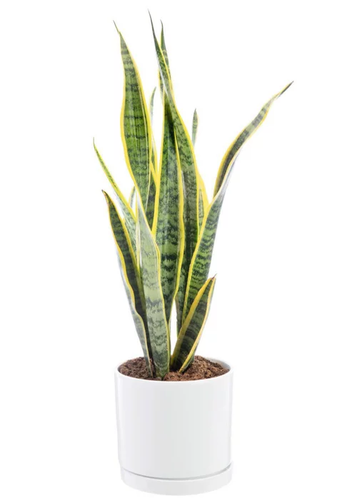 Sansevieria Laurentii vert en pot blanc émaillé botanic®. Le pot Ø 18 cm