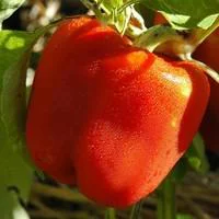Poivron A Gros Fruits Rouges Bio. La barquette de 6 plants