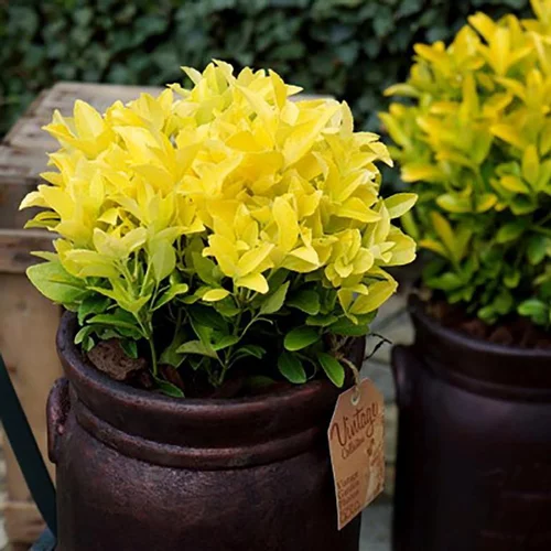 Euonymus Japonicus El Dorado jaune en pot de 4 L