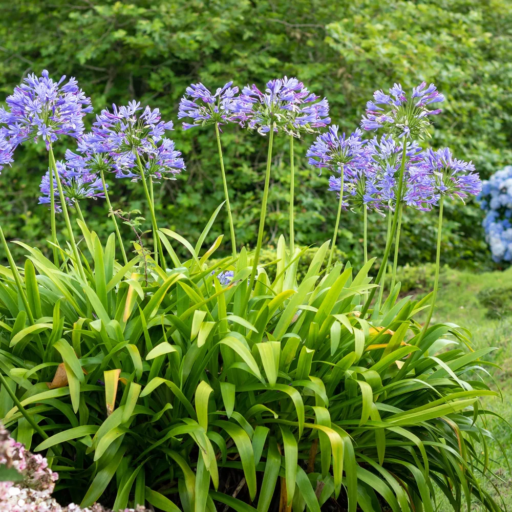 Agapanthe bleue Agapanthus africanus