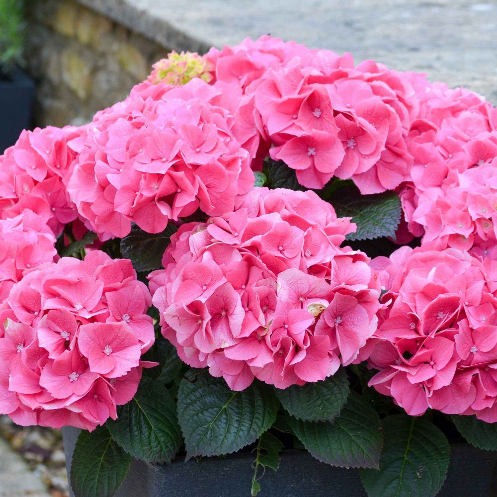 Hortensia Rosita Hydrangea macrophylla Rosita