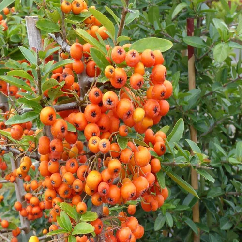 Pyracantha. Le pot de 2 litres