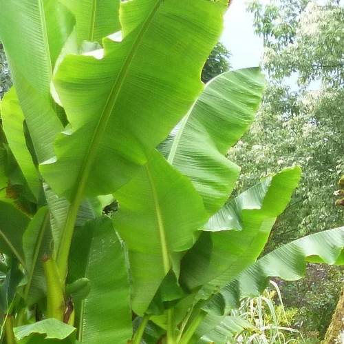Bananier Vert. Le pot de 5 litres