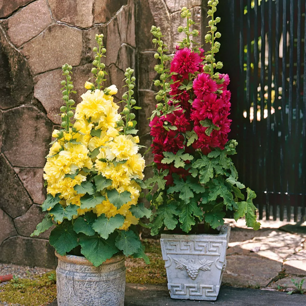 Collection de 3 Roses trémières naines Alcea rosea spring celebrities 'crimson red' + 'lemon' + 'purple'
