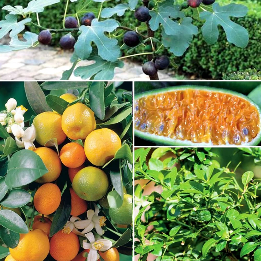 Collection de 3 mini-fruitiers pour terrasses méditerranéennes Citrus reticulata, ficus carica brogiotto , citrus