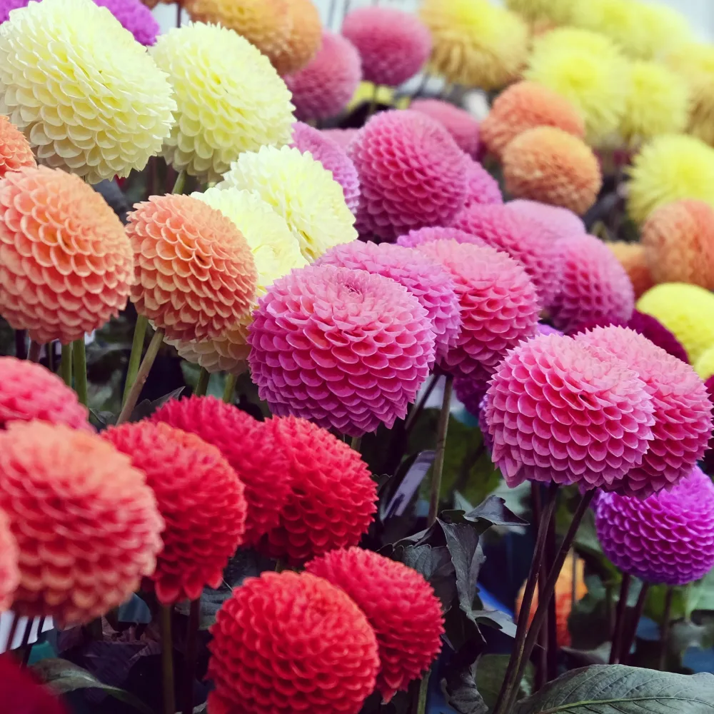 5 Dahlias pompons colorés en mélange Dahlia