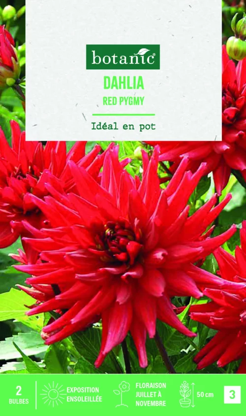 Bulbes de fleurs Dahlia semi-cactus nain red Pygmée botanic® - 2 bulbes