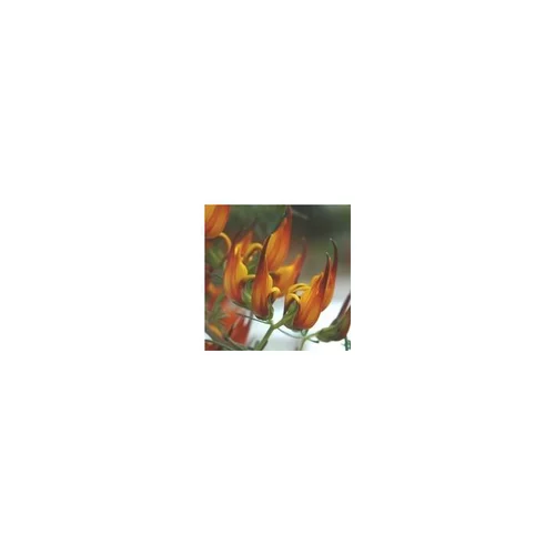 Lotus - Le pot de 2 litres