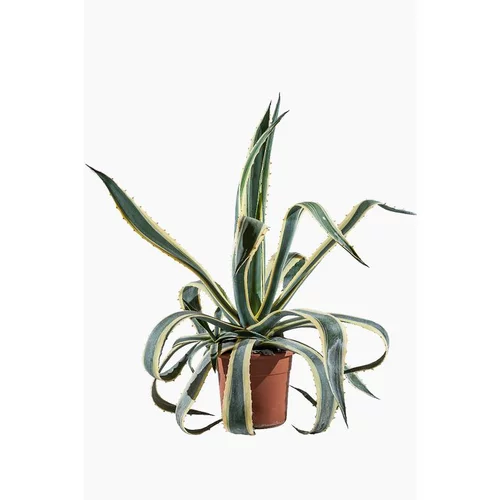 Agave Americana Marginata (Agave Américain Panaché) en pot de 30 L jaune