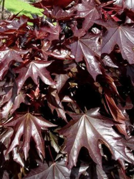 Érable Platane Crimson King. Le pot de 30 litres