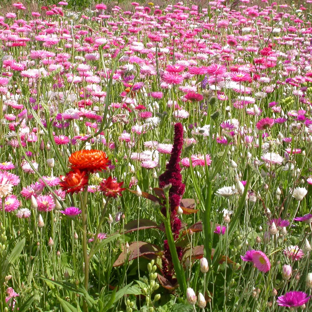 Mélange de fleurs pour bouquet de fleurs séchées