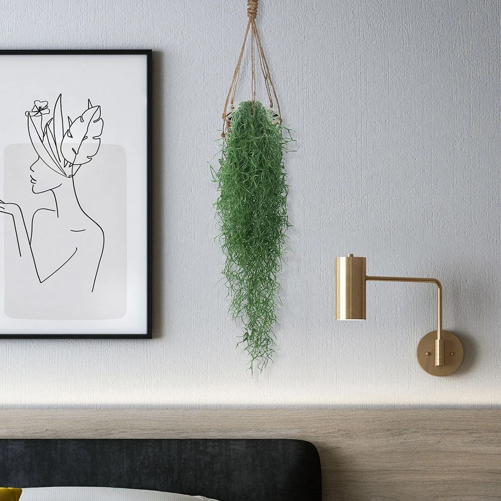 Tillandsia usneoides - Mousse espagnole Tillandsia usneoides