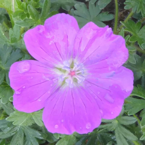 Geranium Sanguineum - Le pot de 1 litre