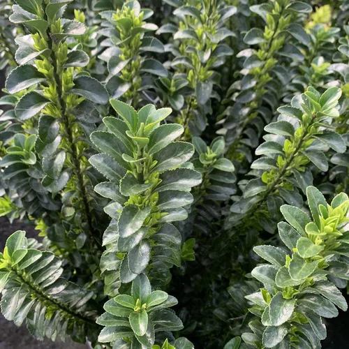 Fusain du Japon Benkomasaki vert. Le pot de 5 litres