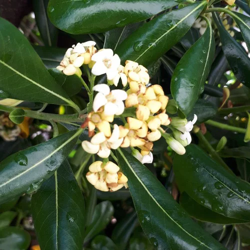 Pittosporum Tobira vert. Le pot de 7 litres