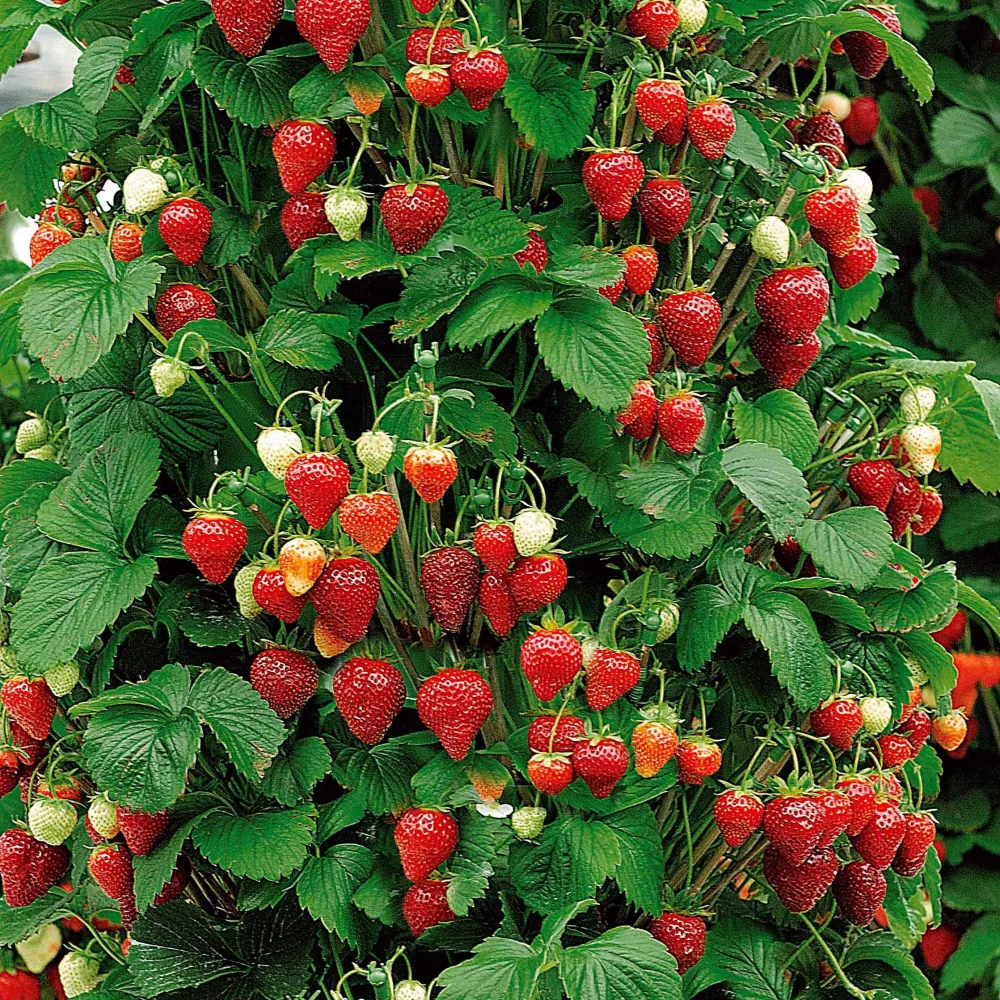10 Fraisiers grimpants et remontants Mount Everest Fragaria mount everest