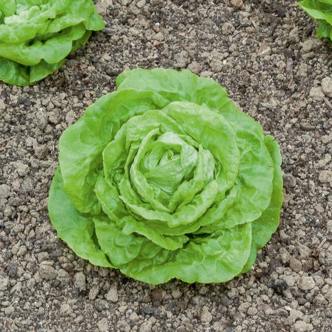 Laitue pommée Gotte Jaune d'or Lactuca sativa gotte jaune d'or