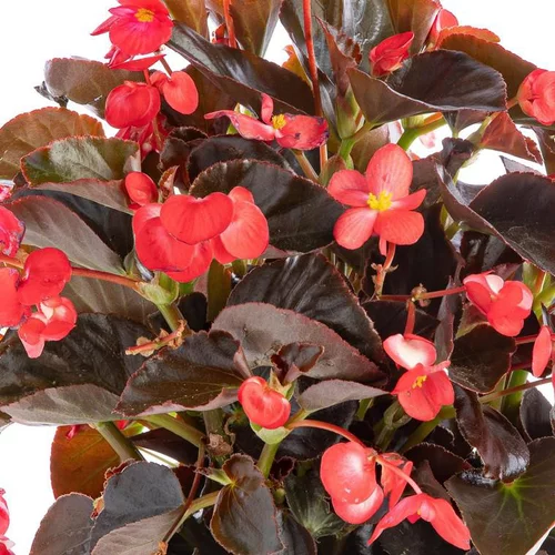 Bégonia Big à fleurs multicolores - Le pot Ø 10,5 cm