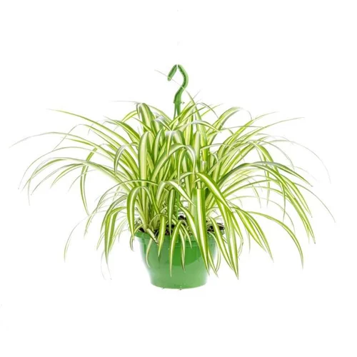 Chlorophytum suspension Ø18xH35/40 cm