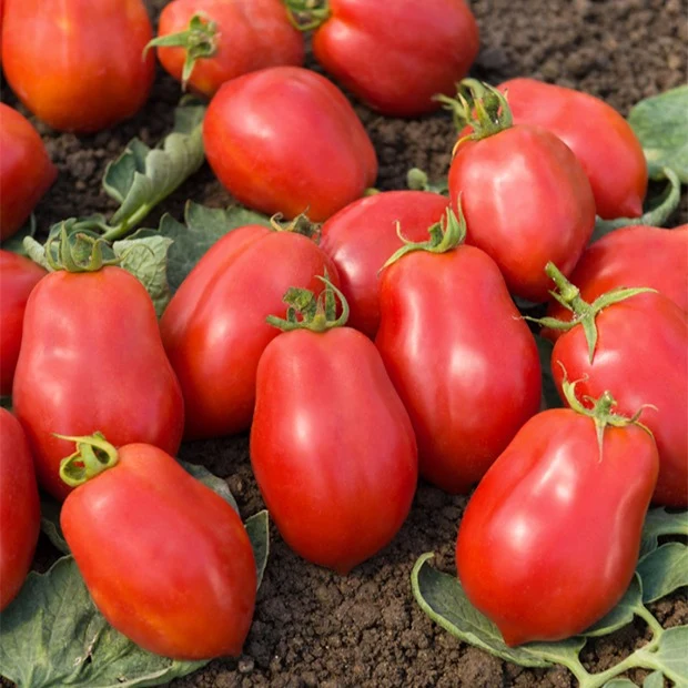 Tomate Roma VF Solanum lycopersicum Roma VF