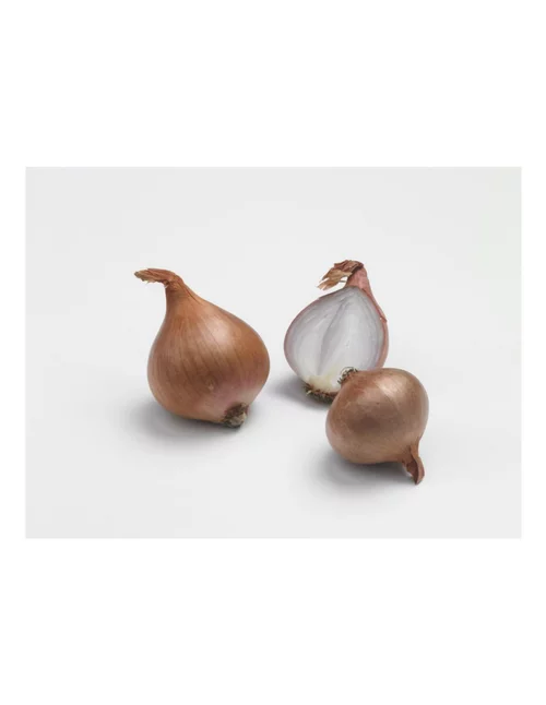 Échalotte Biztro AB bio calibre 7/15 botanic® bulbes à planter - Le filet de 500 g