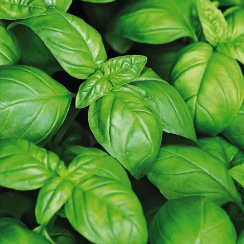 Basilic Grand Vert Bio. La jardinière de 40 cm