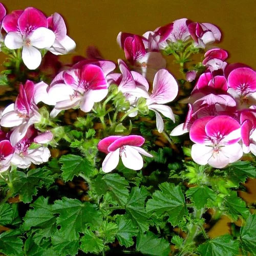 Pélargonium à petites fleurs - Le pot de 2,5 litres