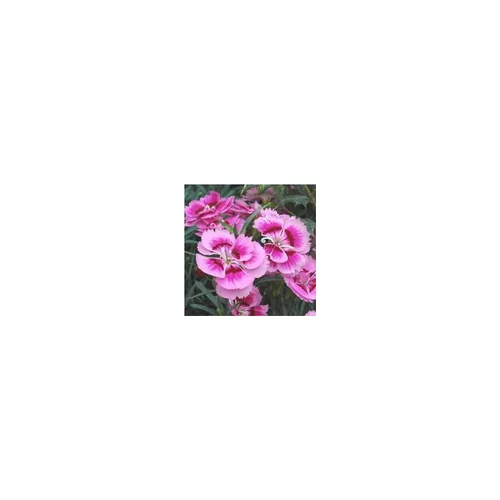 Oeillet nain rose. Le pot de 1 litre