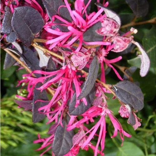 Loropetalum Chinense Fire Dance Touffe rose en pot de 3 L