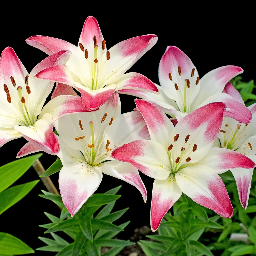 3 Lis asiatiques Lollypop Lilium lollypop