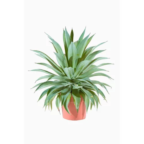 Agave Desmentiana en pot de 25 L vert