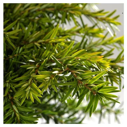 Thuya Occidentalis Danica